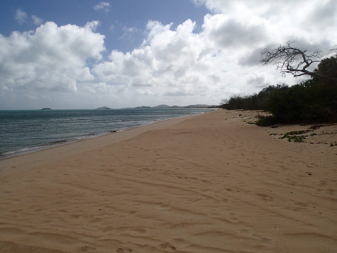 Cape York shorebird habitat Photo by Water Planning Ecology Group, DSITI