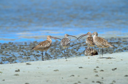 Eastern Curlews, Bowling Green Bay, Photo by DETSI
