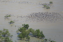 Godwits in flight south east Gulf of Carpentaria Photo by Roger Jaensch and Carpentaria Land Council Aboriginal Corporation