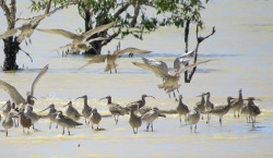 Shorebirds (whimbrels & godwits) Photo by Roger Jaensch