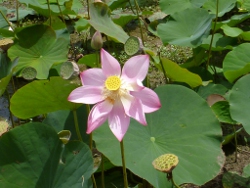 Nelumbo nucifera, Long Island Photo by Chris Small