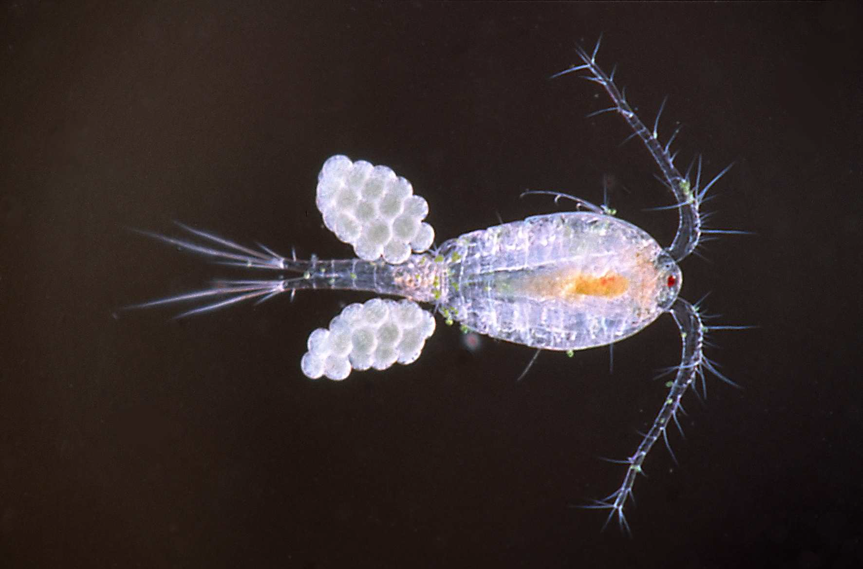 Copepod Photo by Dr. Robert Walsh