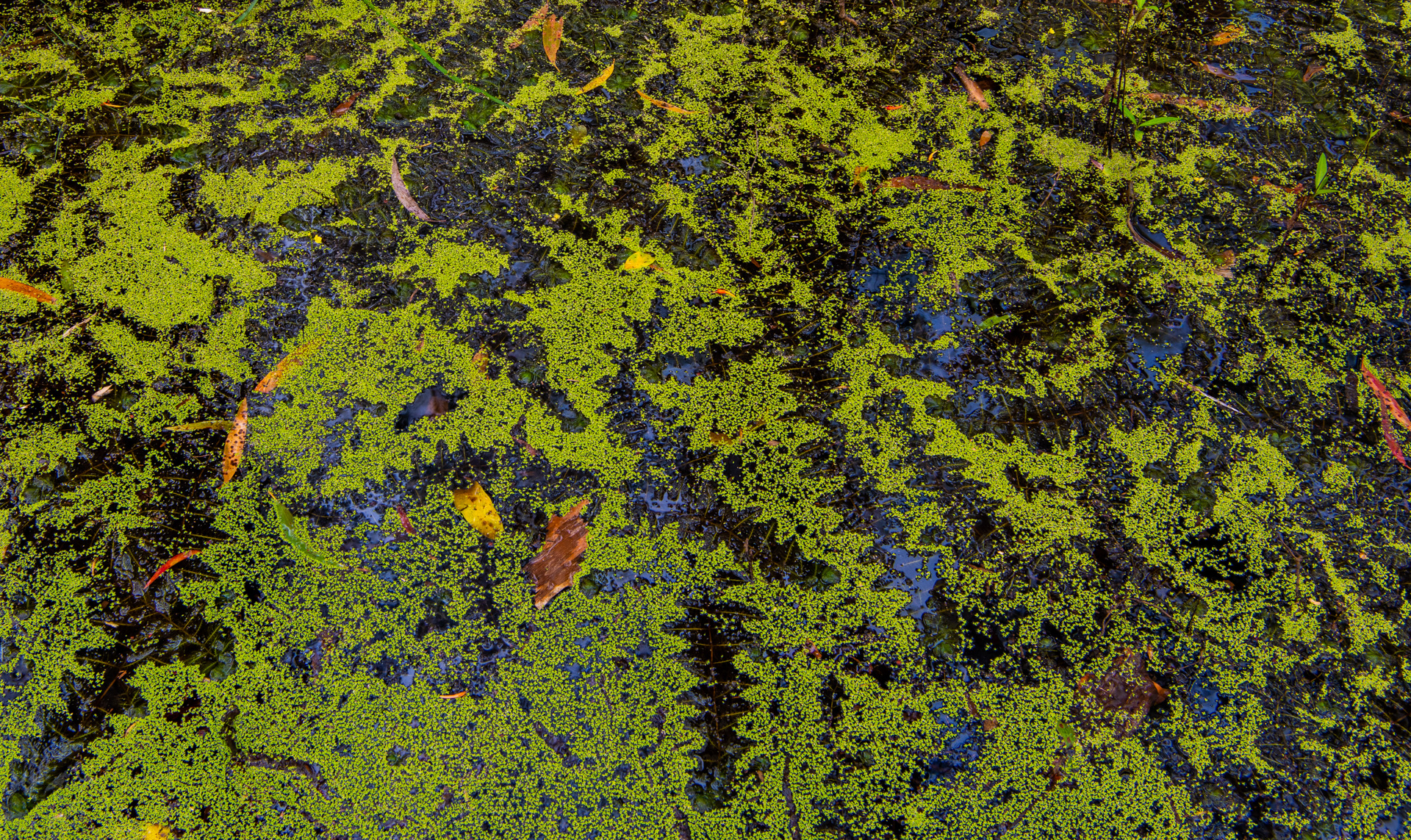 Floating aquatic plants on the surface of a Melaleuca wetland. Photo by Gary Cranitch © Queensland Museum