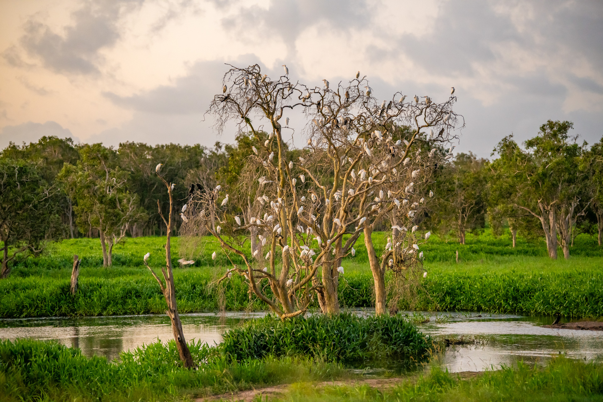 Roosting cattle egrets (Bubulcus ibis), Goorganga Plains. Photo by Gary Cranitch © Queensland Museum