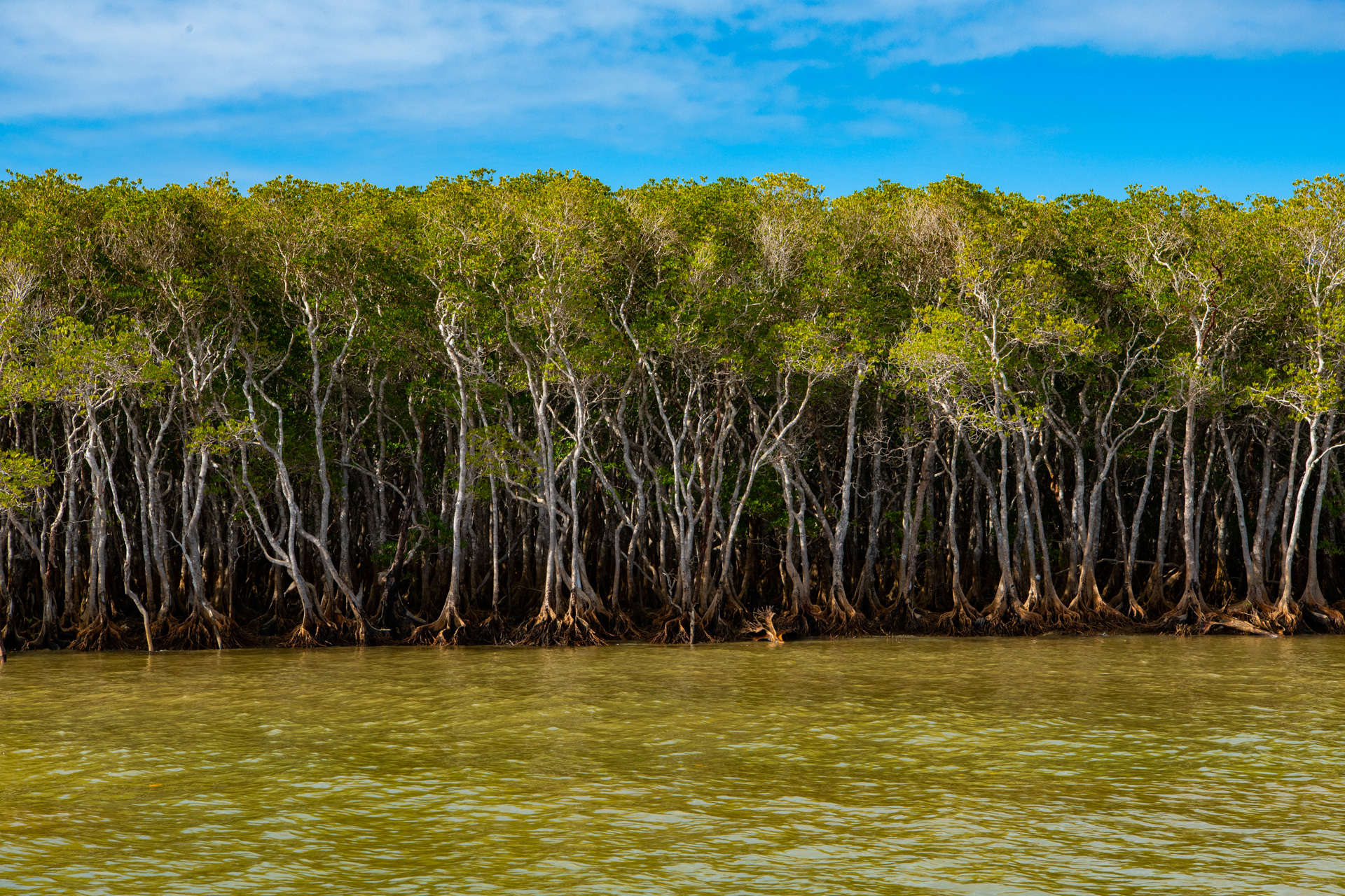 Mangrove forest and woodland, Haughton River. Photo by Gary Cranitch © Queensland Museum