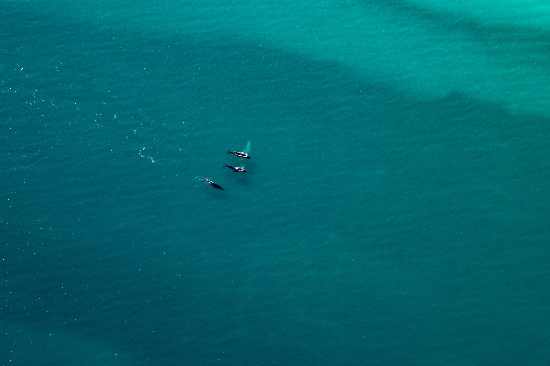 Mother and calf, Humpback Whale, Photo by Gary Cranitch © Queensland Museum