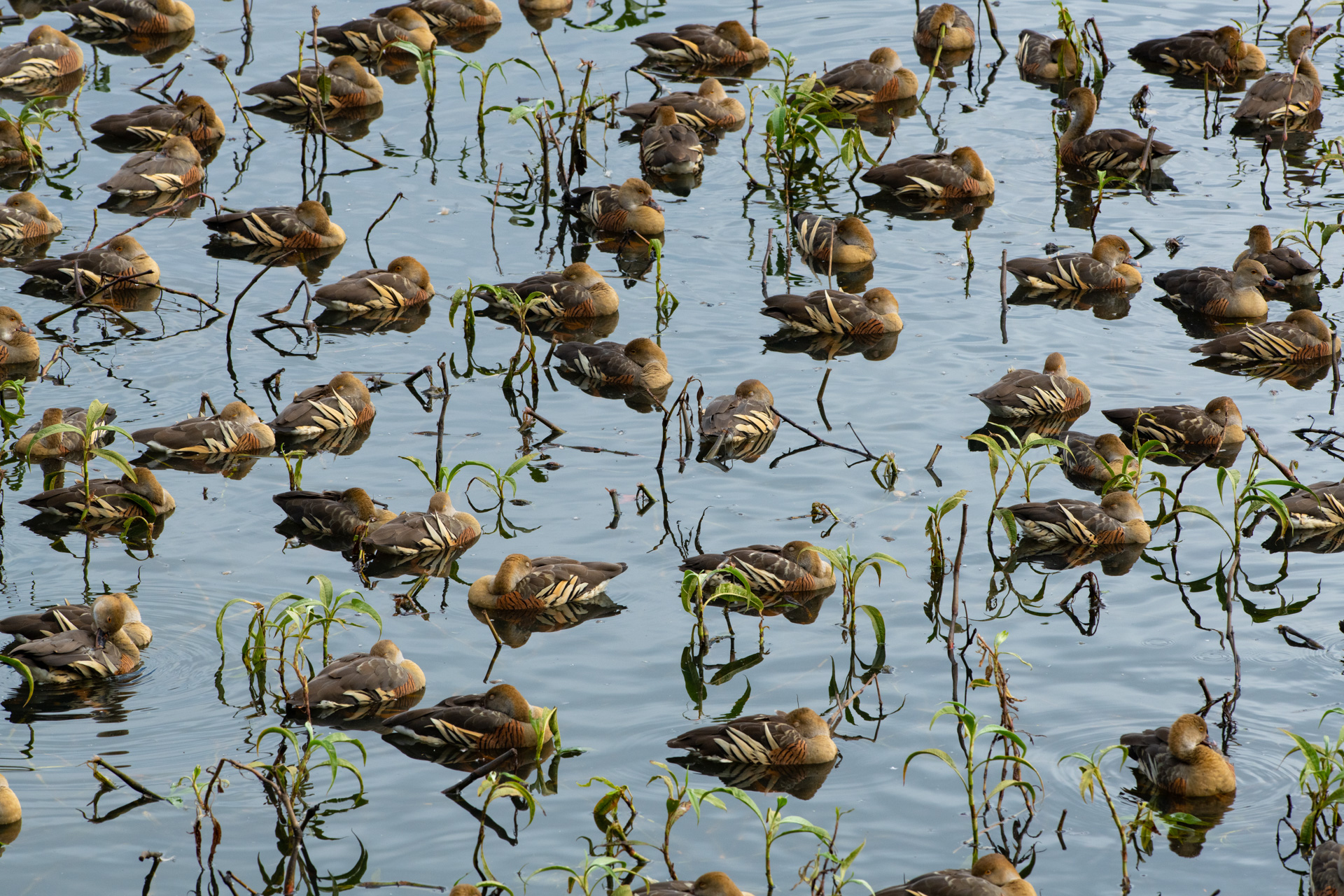 Plumed whistling-ducks (Dendrocygna eytoni) sleeping at Hasties Swamp, Atherton Tablelands. Photo by Gary Cranitch © Queensland Museum