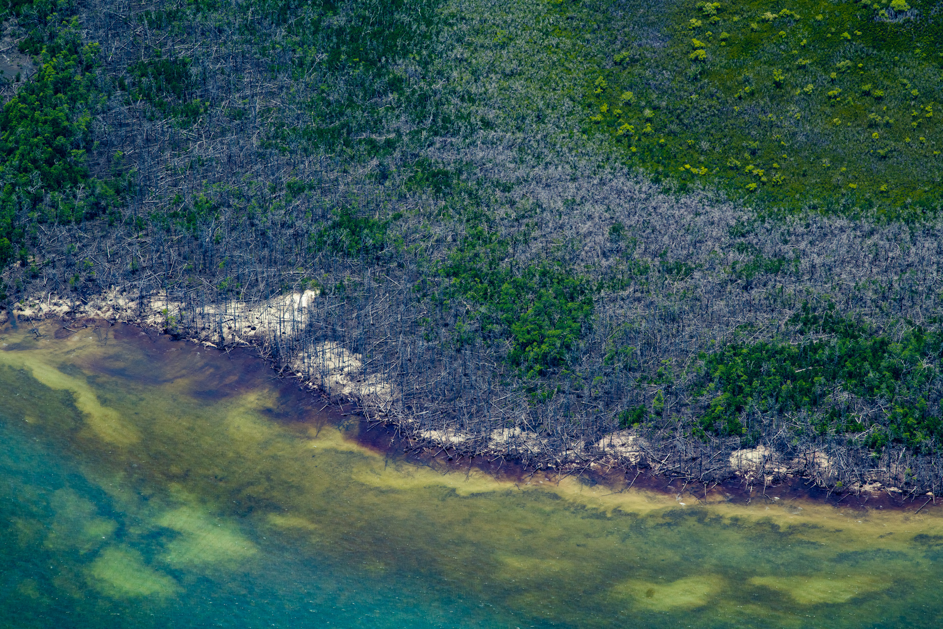 Cyclone damage to vegetation at the mouth of the Lockhart River, north Queensland. Photo by Gary Cranitch © Queensland Museum