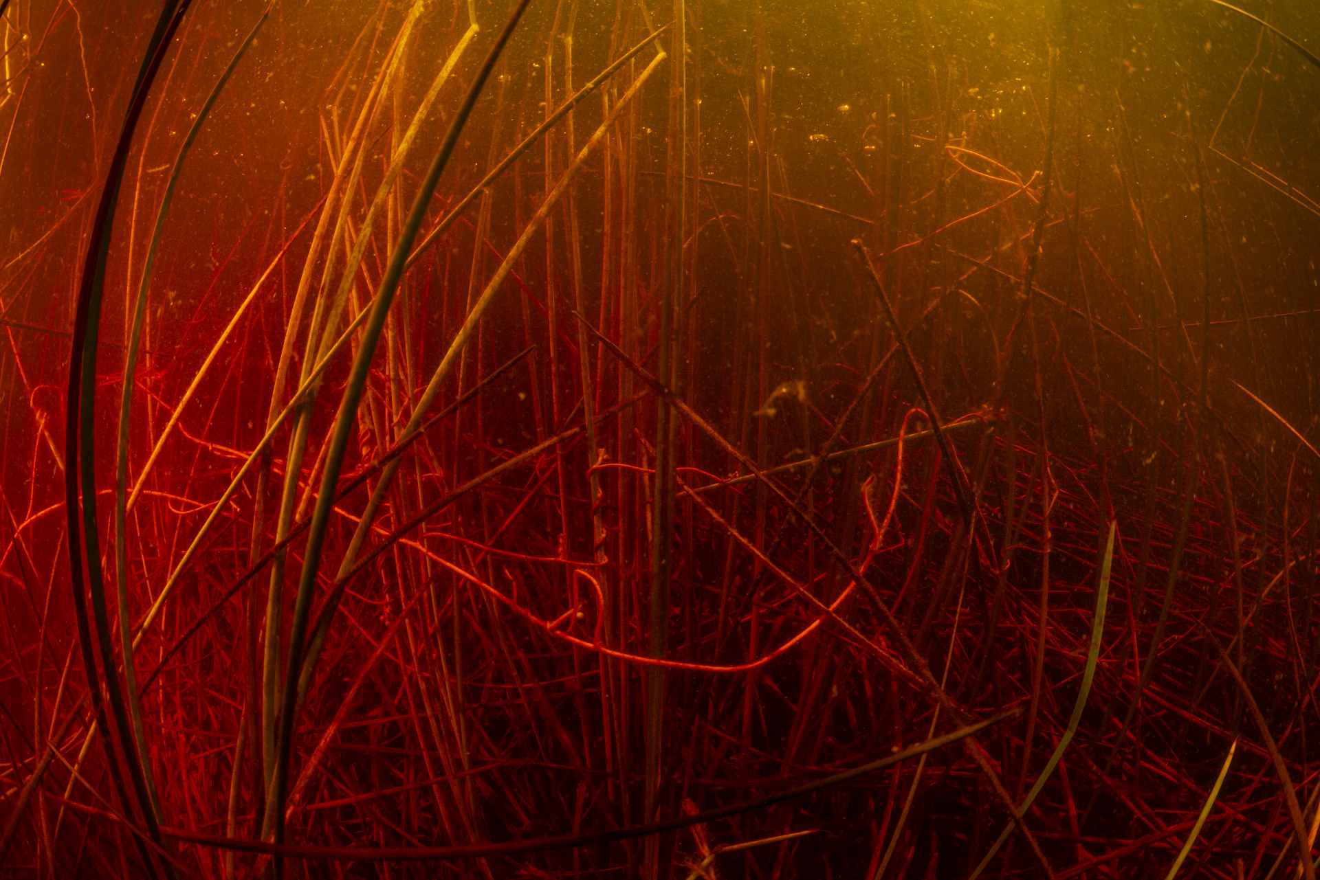 Tannin stained water at Eighteen Mile Swamp, Minjerribah (North Stradbroke Island). Photo by Gary Cranitch © Queensland Museum