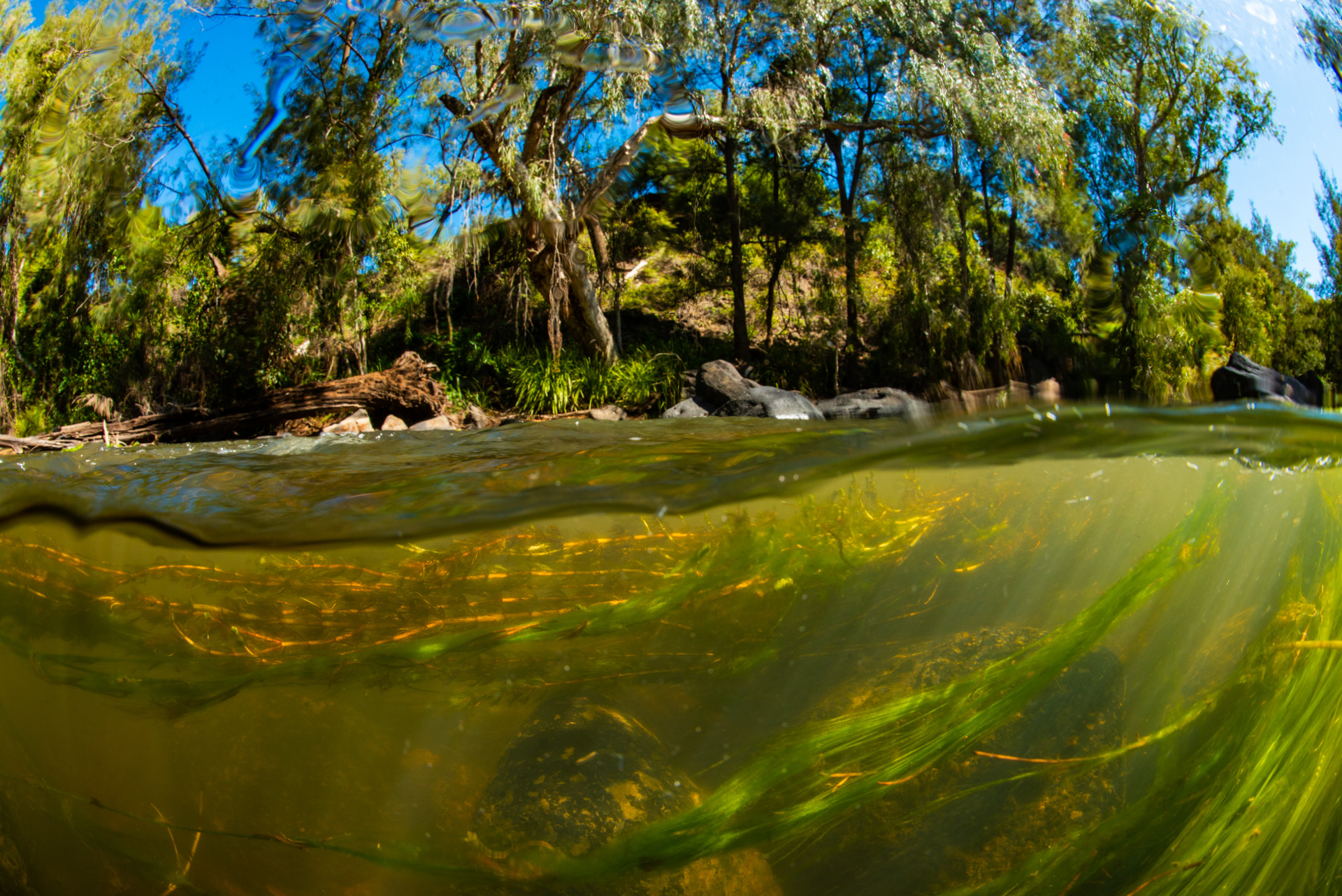 Fletcher Creek, Dalrymple National Park Photo by Gary Cranitch © Queensland Museum