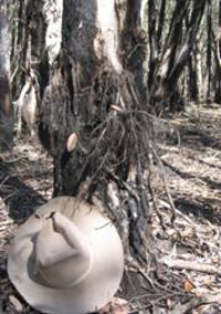Aerial roots on a Melalueca spp, suggesting that the surface soil in this wetland remains under anaerobic conditions for many months at a time., Photo by DETSI