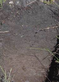 Wetland soil derived from sands. The dark, fibrous surface layer shows clear accumulation of organic matter., Photo by DETSI