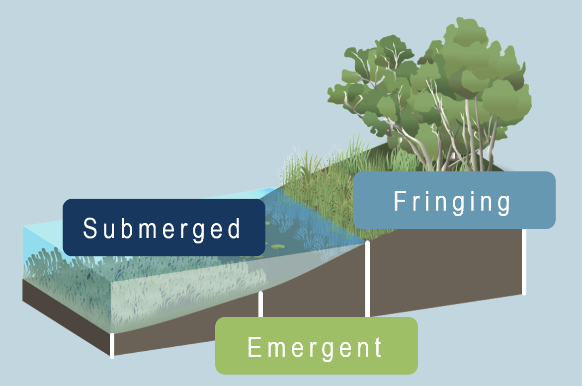 Figure 1 - Structural flora conceptual diagram. Image by Queensland Government