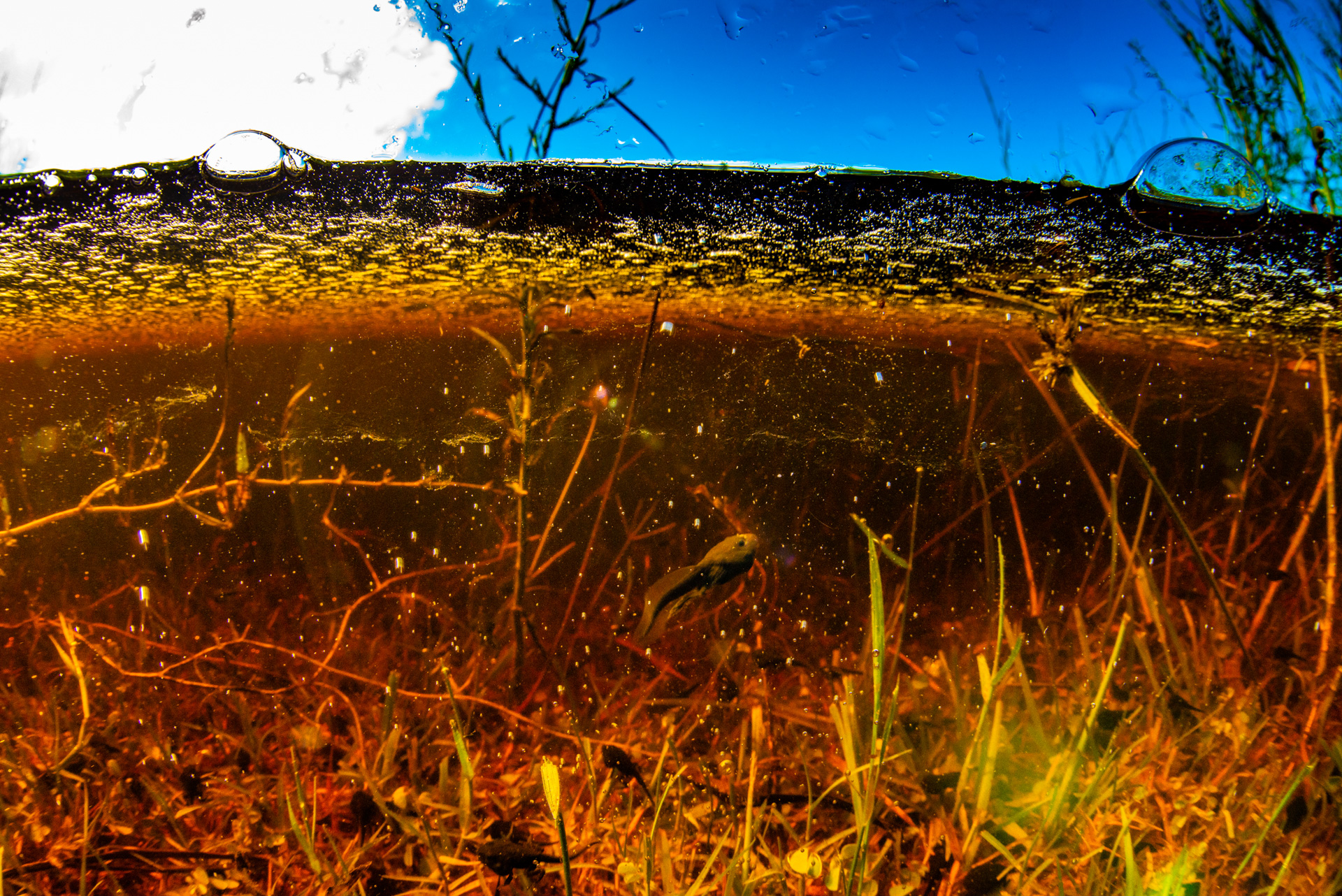 Tannin-stained water provides habitat for acid fish and the tadpoles of acid frogs. Photo by Gary Cranitch © Queensland Museum