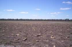 No flows, Lake Broadwater Photo by Cathy Ellis