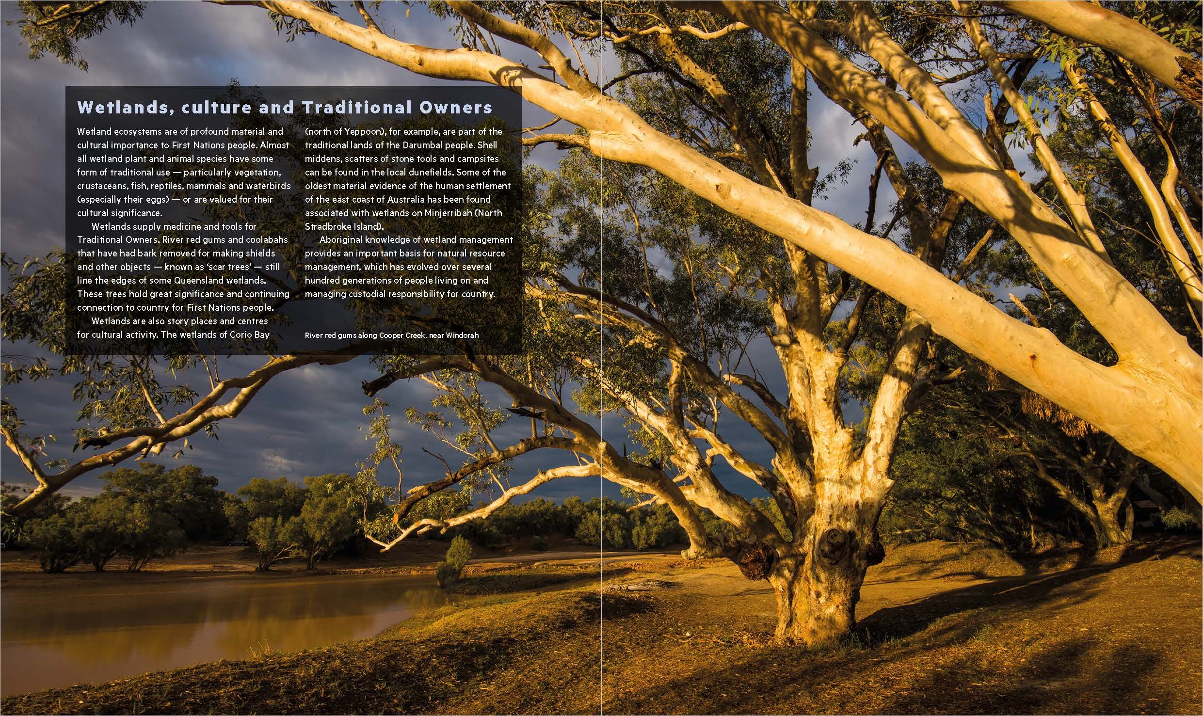 Wetlands of Queensland book sample page, © Queensland Museum