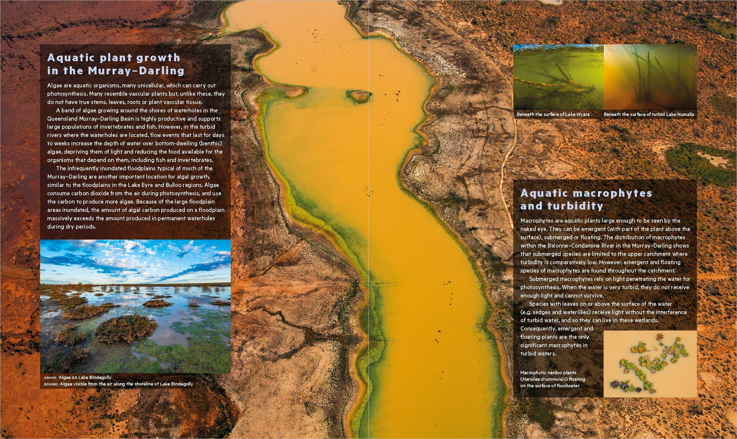 Wetlands of Queensland book sample page, © Queensland Museum