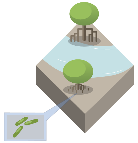 Mycorrhizal fungi living on mangrove roots (conceptualisation). Image by Queensland Government.