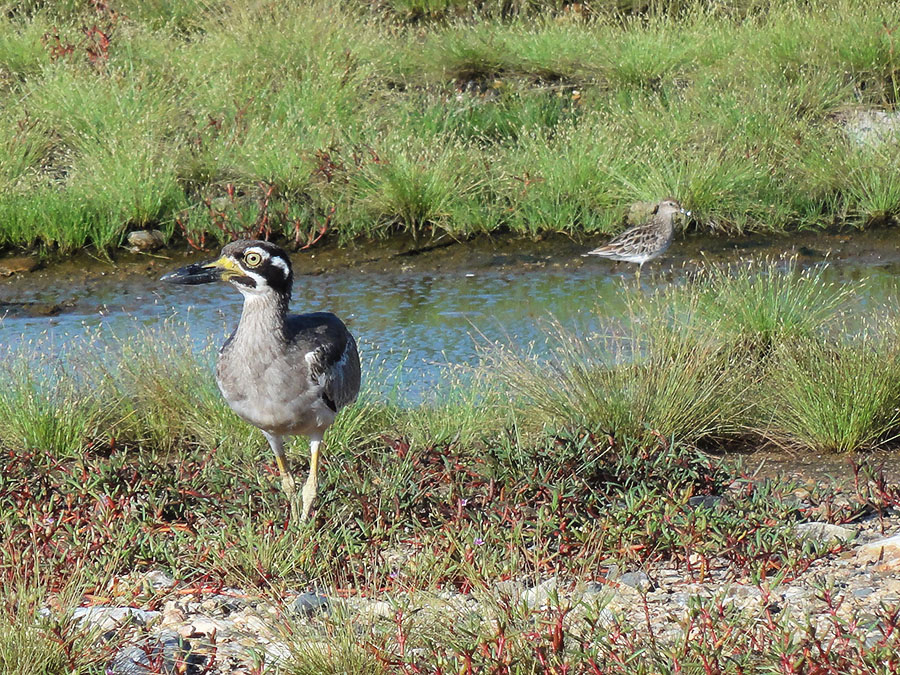 Beach-stone curlew and sharp-tailed sandpiper Photo by Russell Best