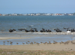 Waterbirds and shorebirds Photo by Christine Petersen