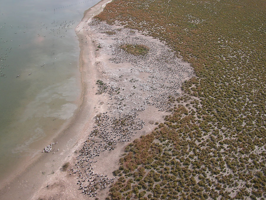 Breeding colonies of pelicans at Lake Galilee Photo by Roger Jaensch