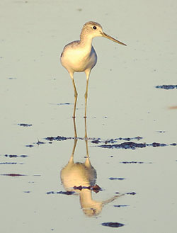 Common Greenshank Photo by Roger Jaensch and Carpentaria Land Council Aboriginal Corporation