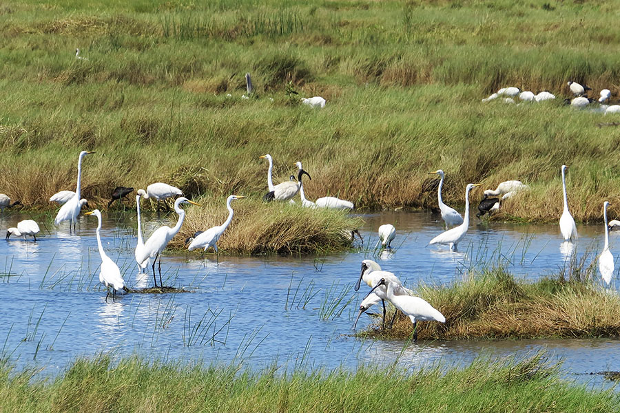 Feeding waterbirds Photo by Roger Jaensch and Carpentaria Land Council Aboriginal Corporation