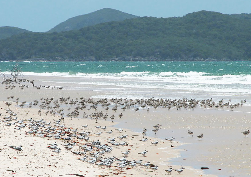 Shorebirds and terns roosting during high tide at Shoalwater Bay Photo by Roger Jaensch