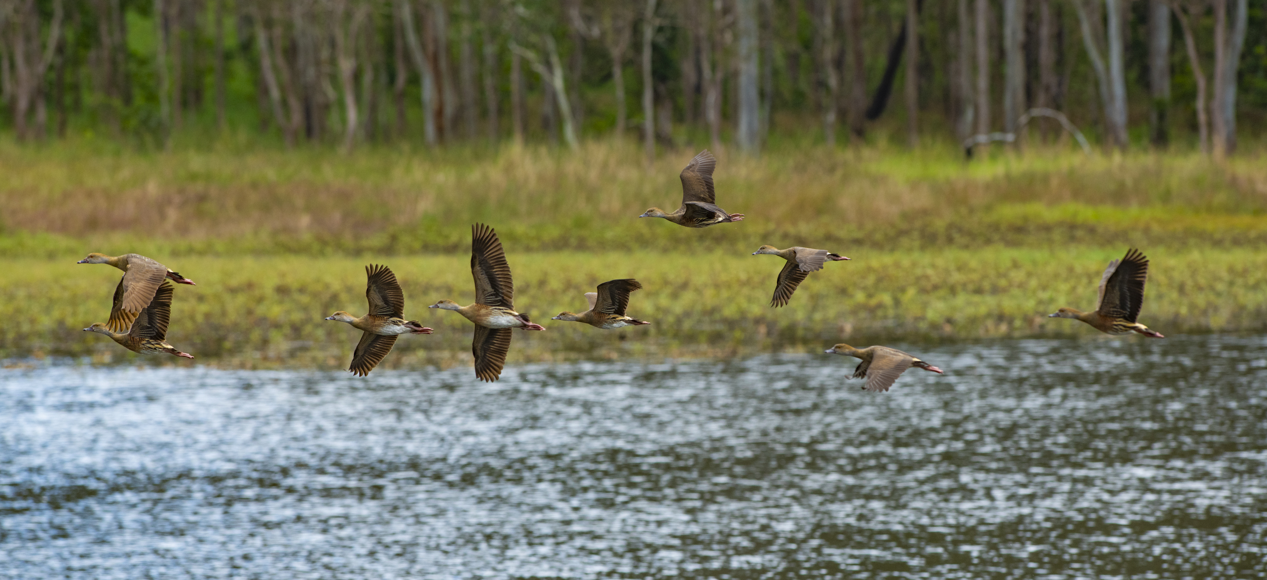 Whistling ducks flying over a wetland, Photo by Gary Cranitch </br> © Queensland Museum