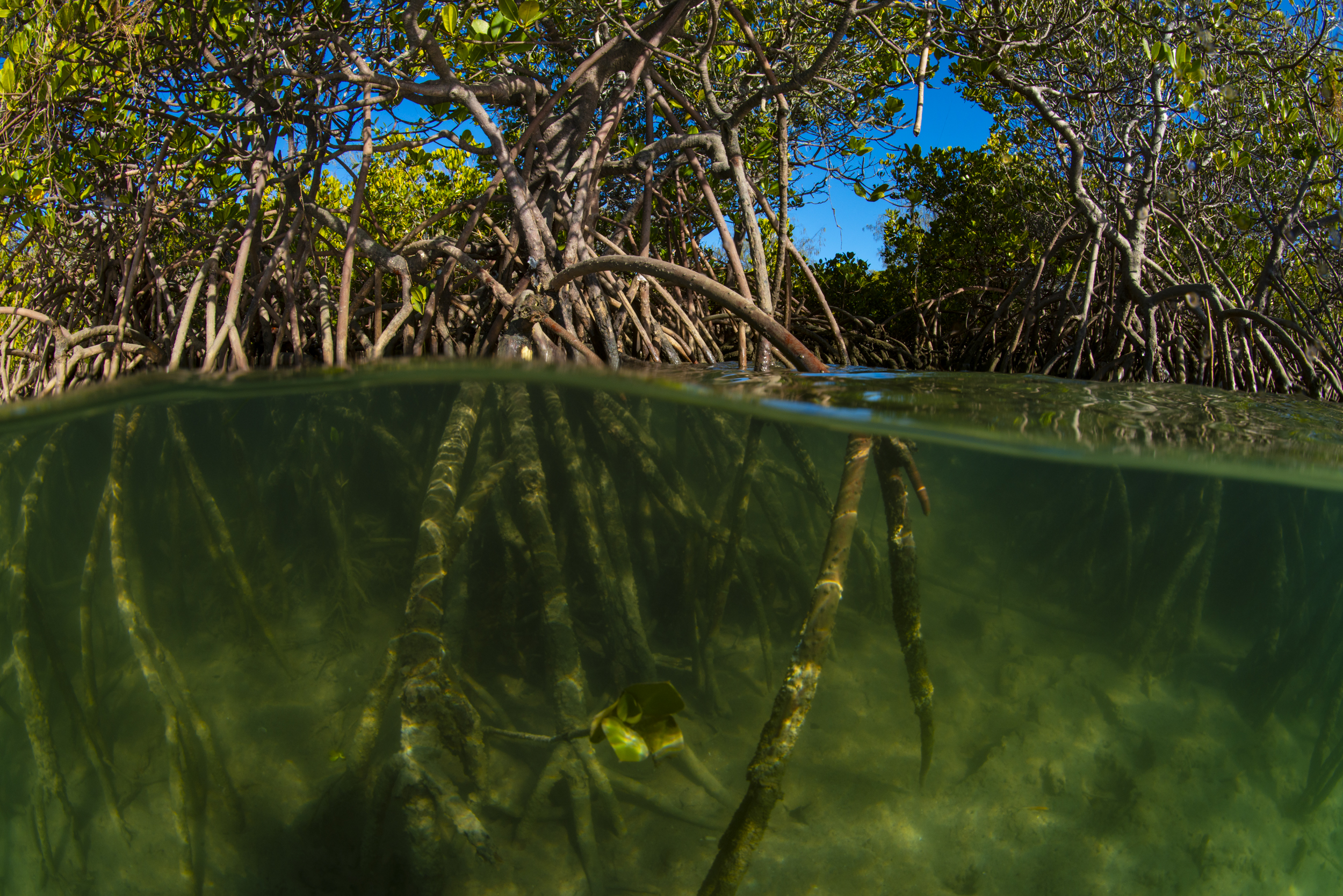 Photo by Gary Cranitch © Queensland Museum