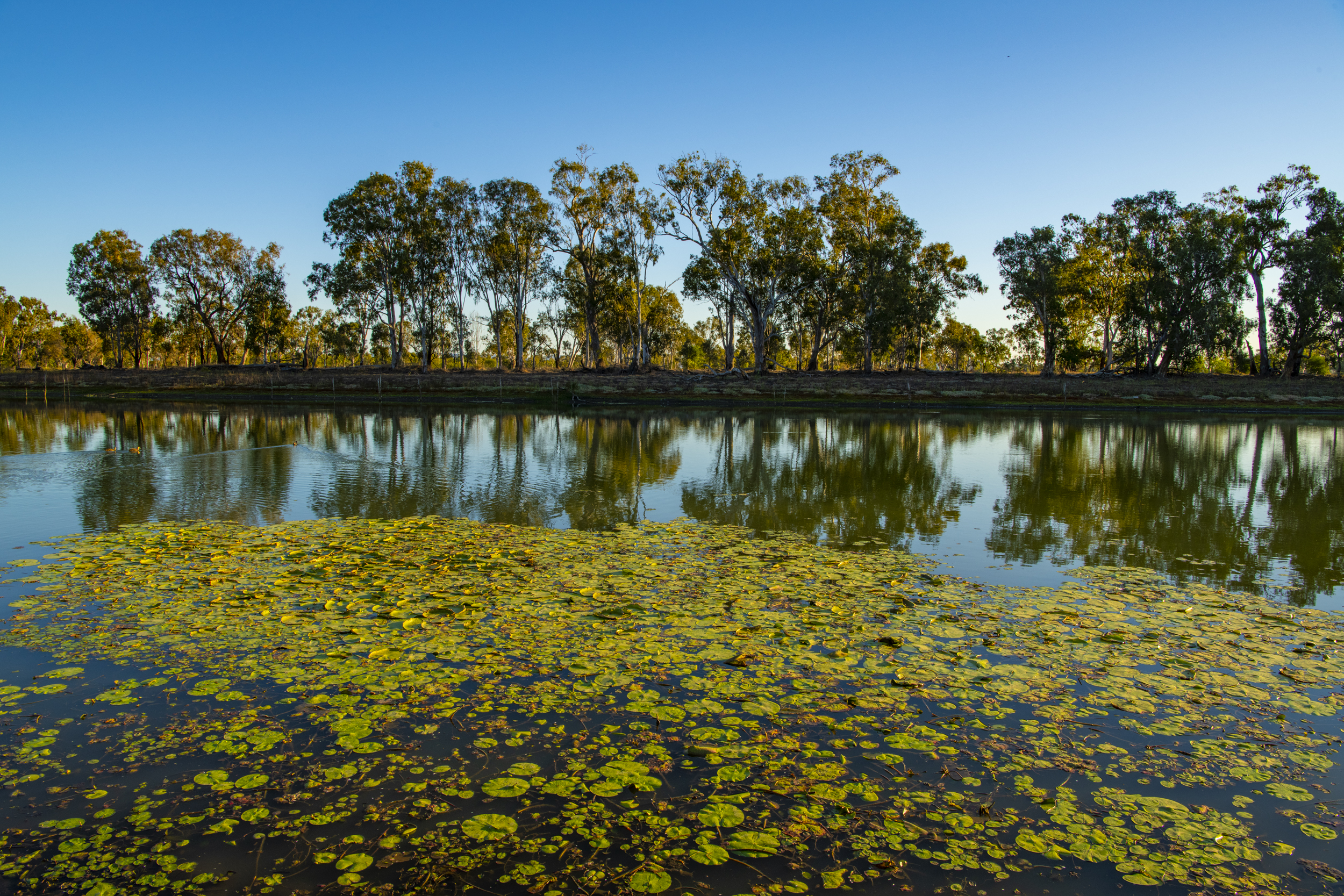 Photo by Gary Cranitch © Queensland Museum