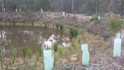 Rehabilitation near Karawatha Forest Photo by Andrew Meiklejohn