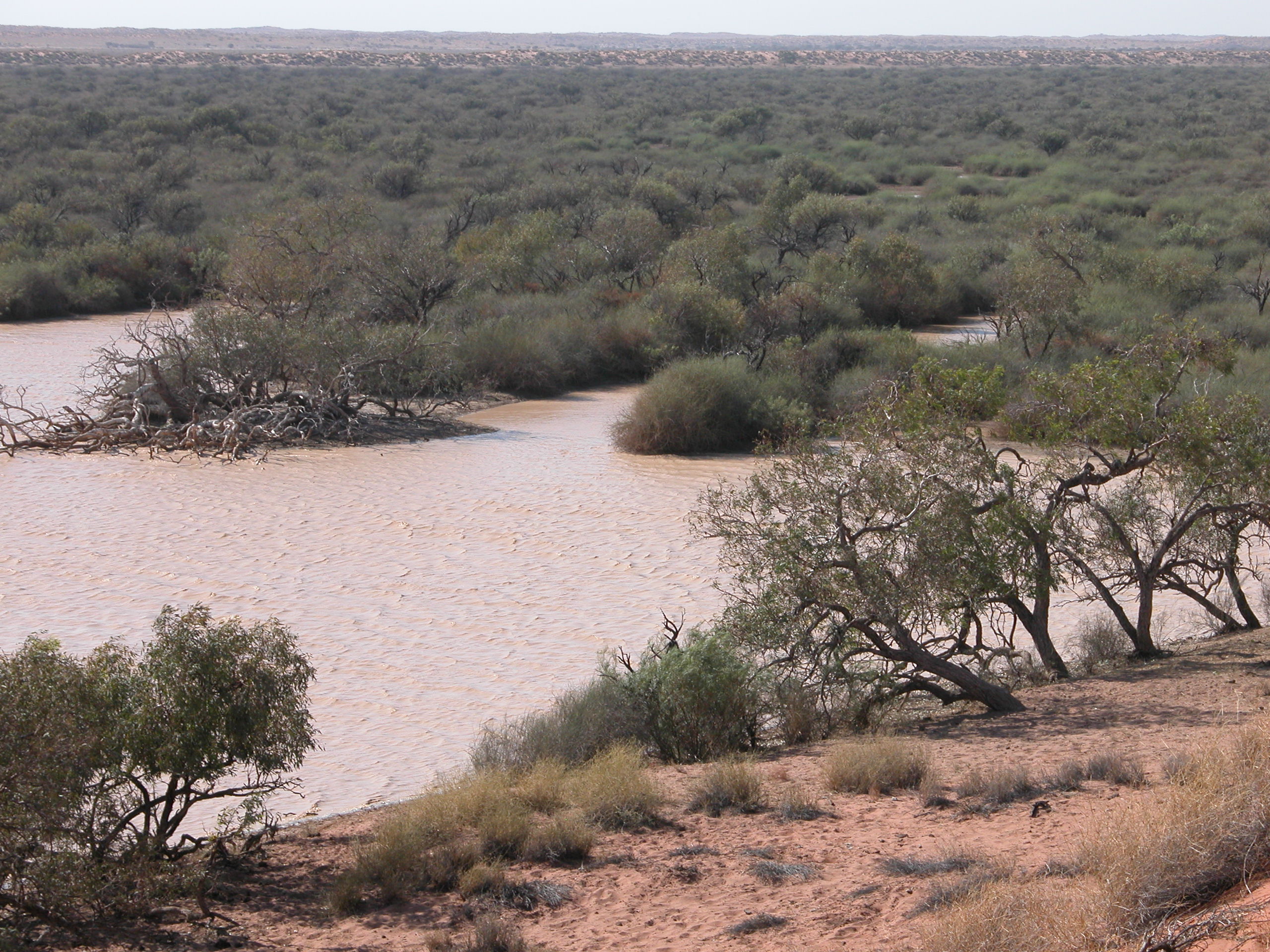 Diamantina Floodplain Photo by R. Jaensch, Wetlands International