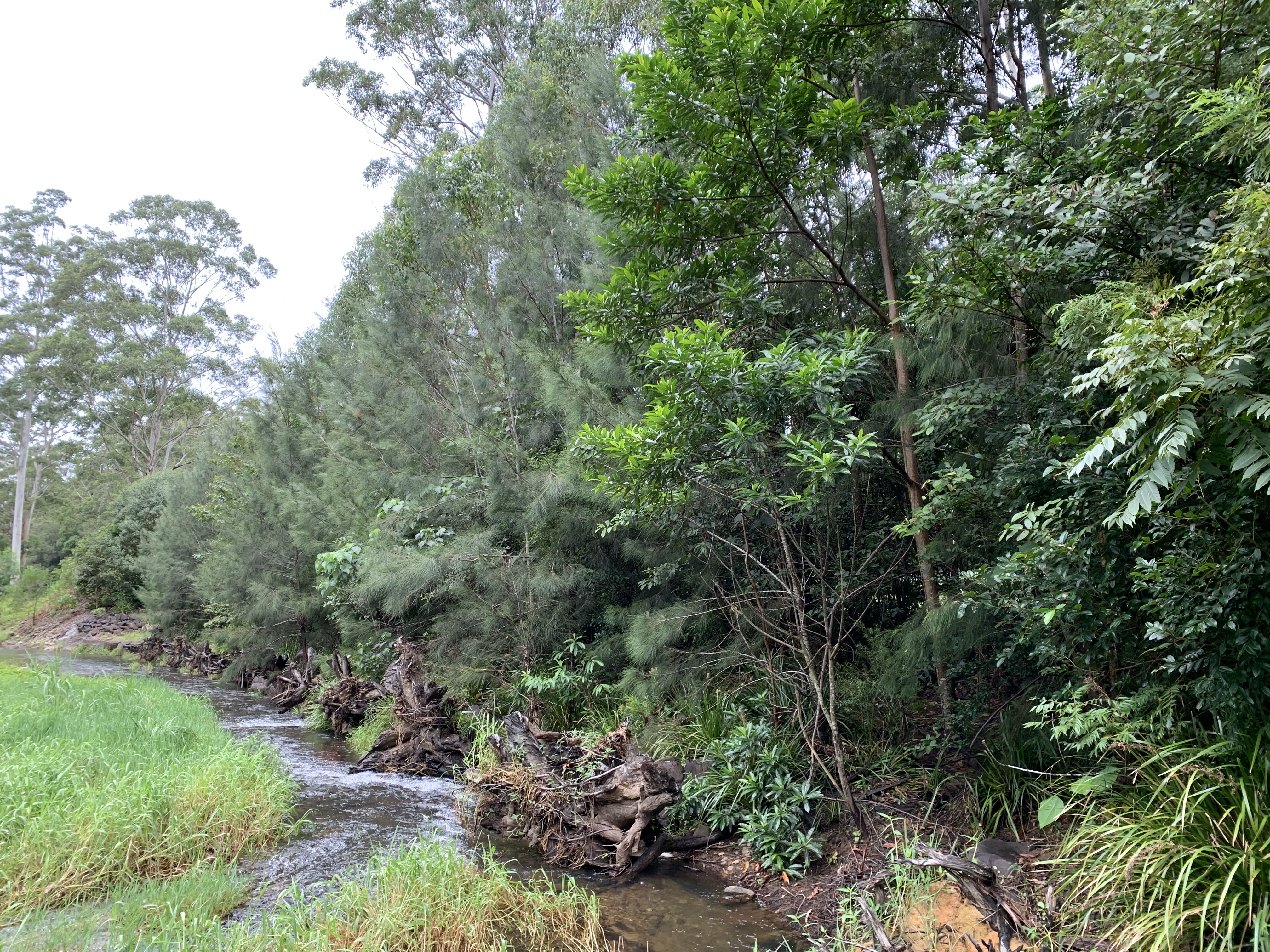 Progression of river rehabilitation project work at Smales Park, Tallebudgera, in <strong>2021</strong>, Photo by Misko Ivezich