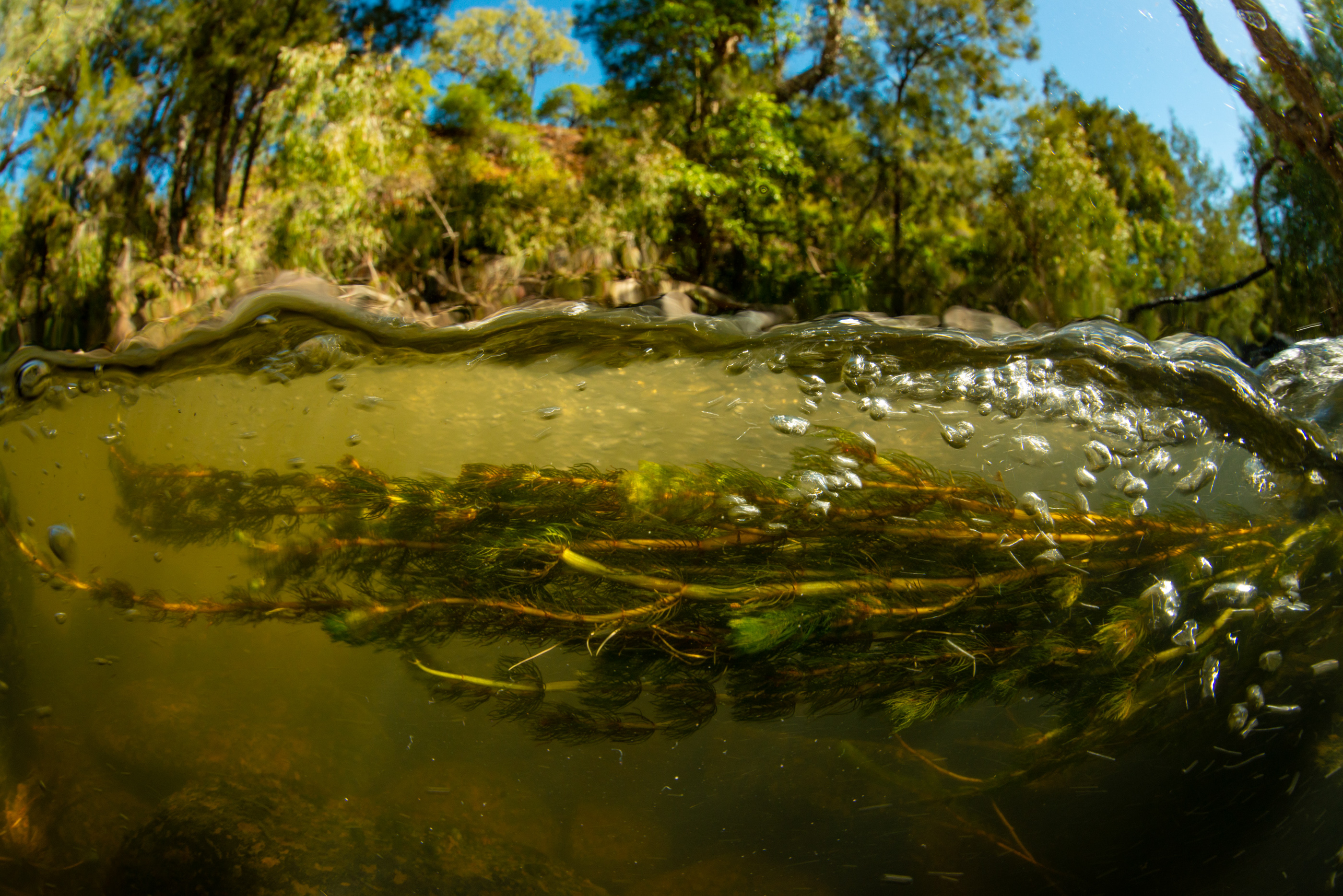 Underwater image of a permanent, flowing system, Photo by Gary Cranitch </br> © Queensland Museum
