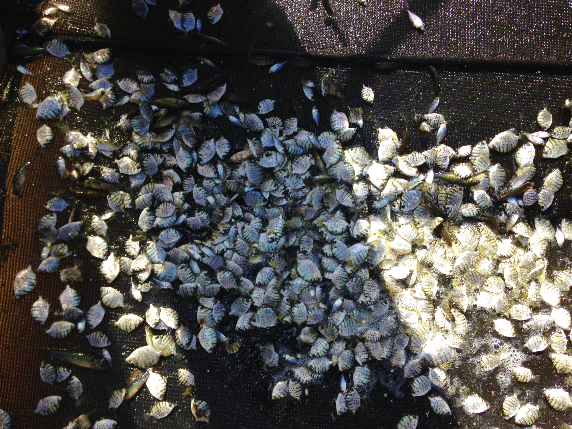 Fish captured during rock ramp fishway sampling, including silver scat, juvenile barramundi and empire gudgeons Photo by Matthew Moore