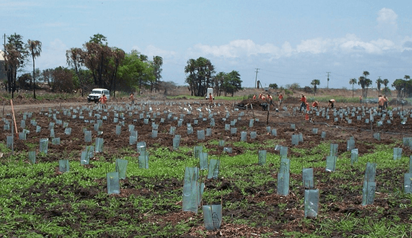 Active revegetation involving planting of tubestock reared from local provenance seed, Sheepstation Creek floodplain near Ayr, Burdekin River Basin North Queensland. Photo by J. Tait