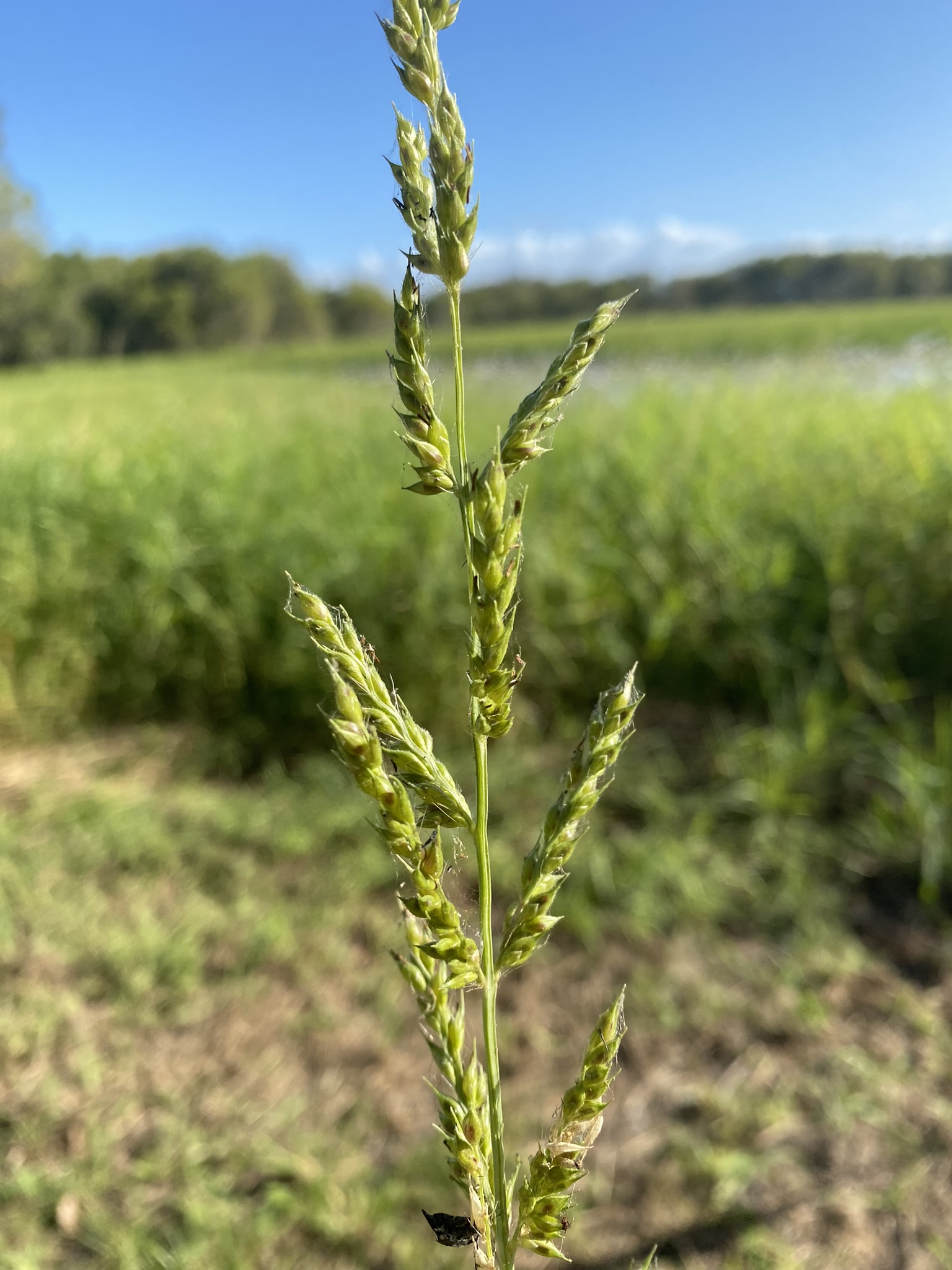 Aleman grass. Photo by Ryan Pearson