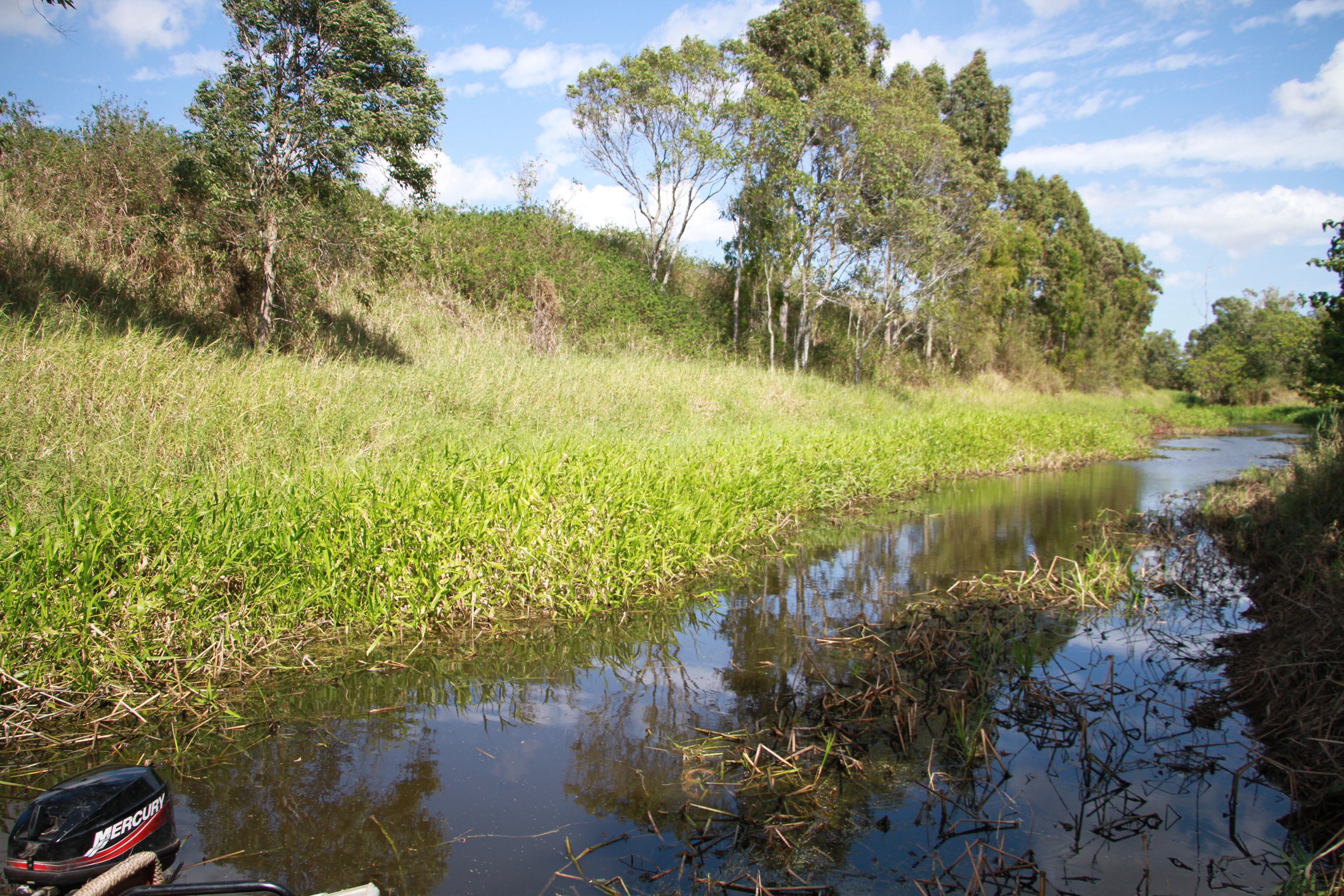 Olive hymenachne in Sandringham Lagoon. Photo by Reef Catchments