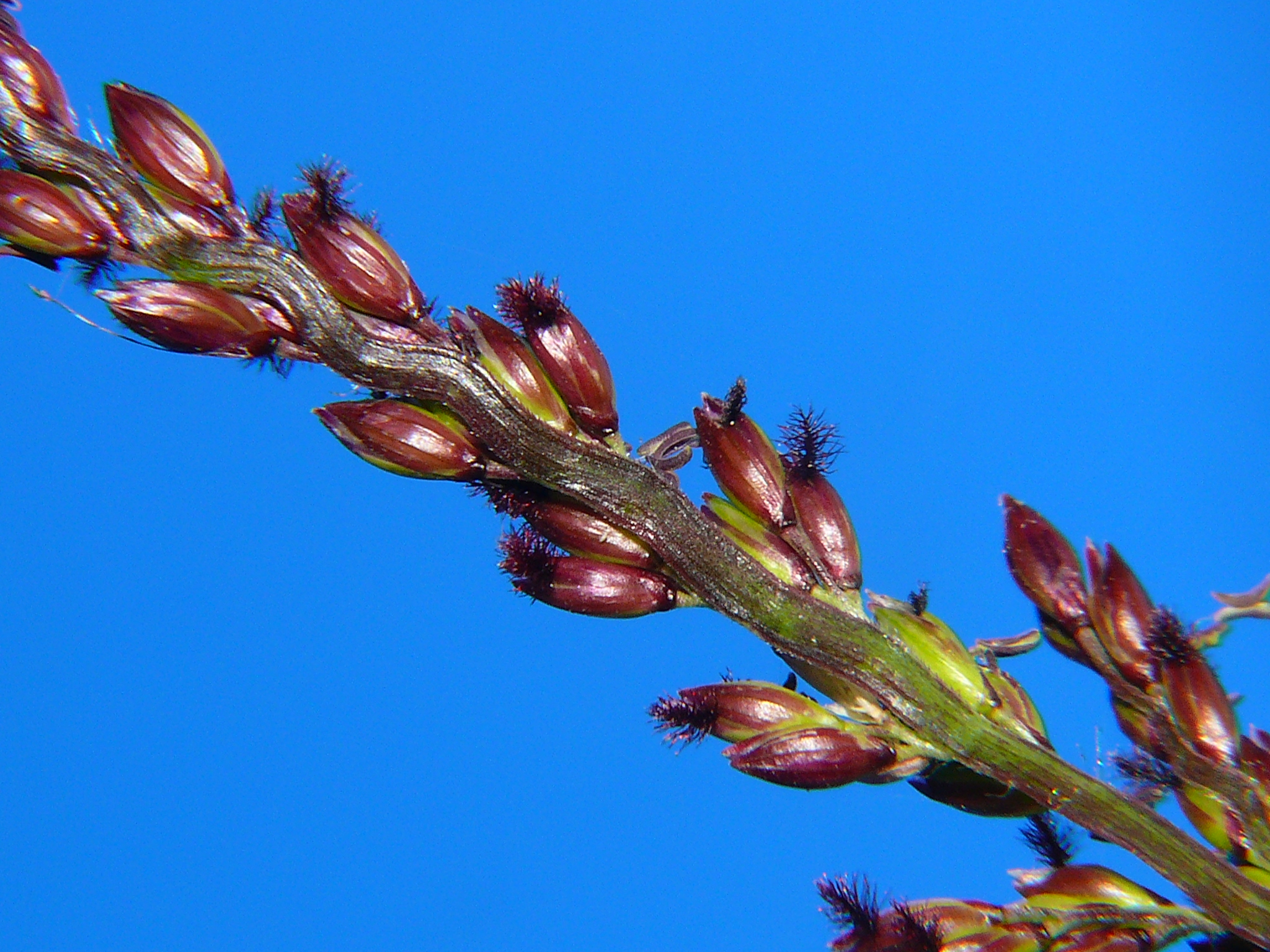 Para grass. Photo by Reef Catchments