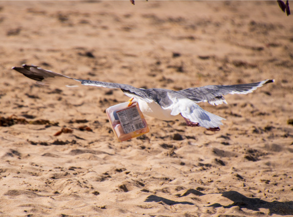 Litter, photo by Queensland Government