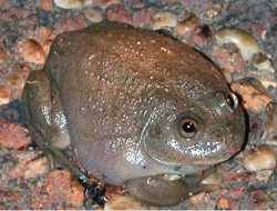 Water Holding Frog–Litoria platycephala (previously Cyclorana platycephala) Photo by Peter Negus