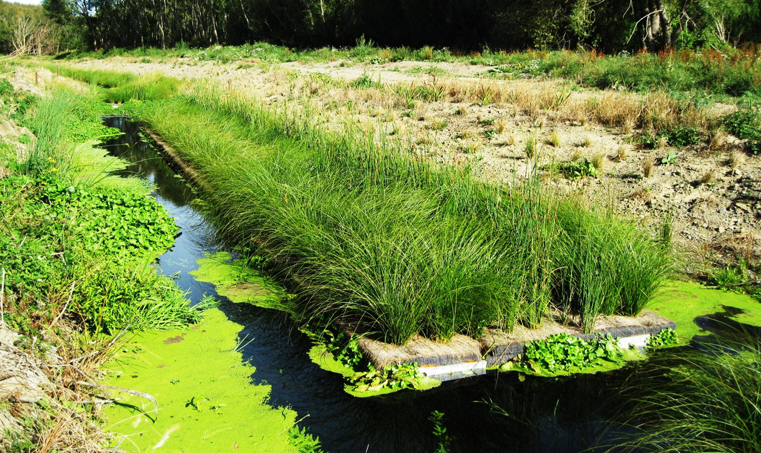 Figure 1 Floating wetland 6 months after planting. Photo by SPEL