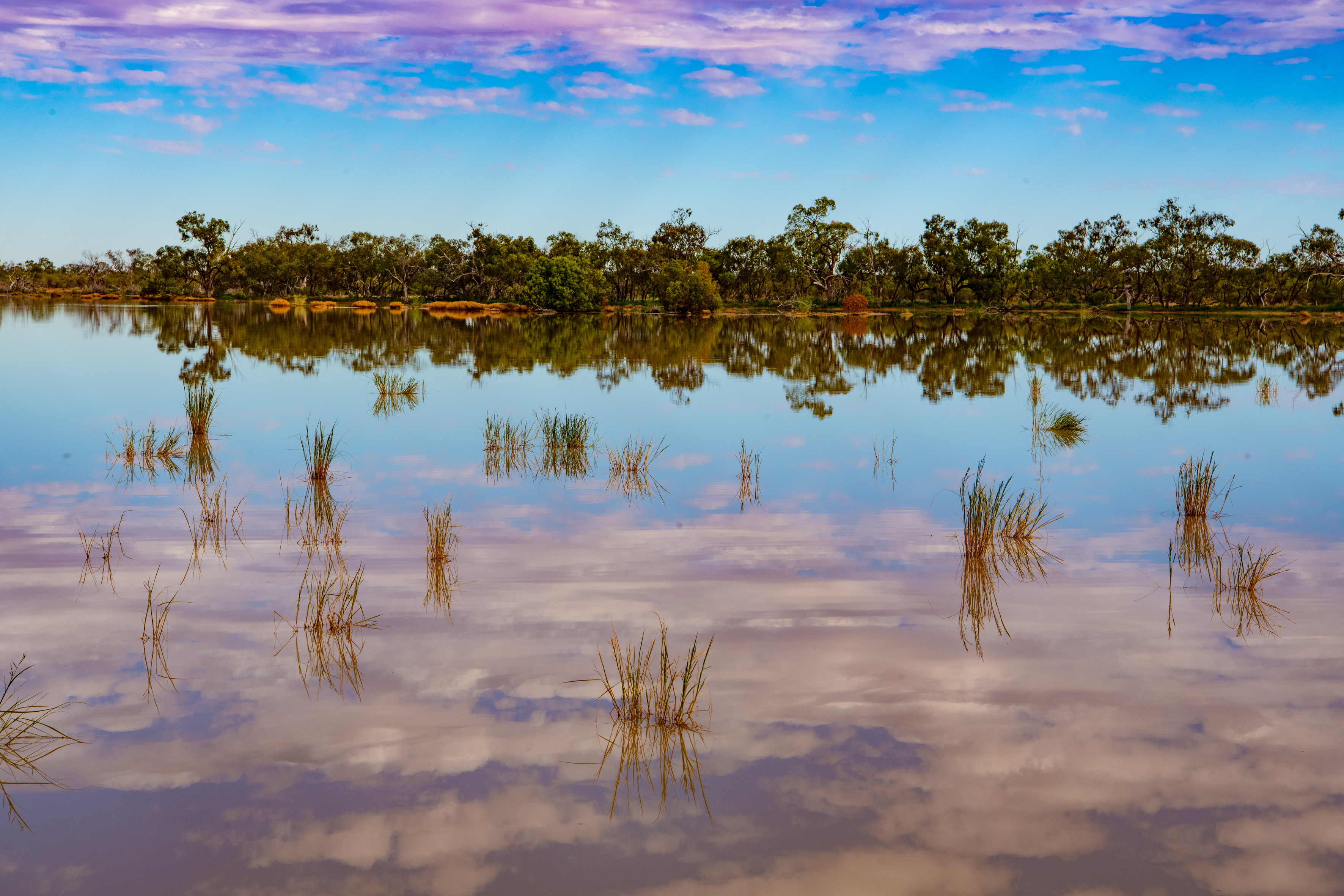 Currawinya Lakes National Park, Photo by Gary Cranitch copyright Queensland Museum