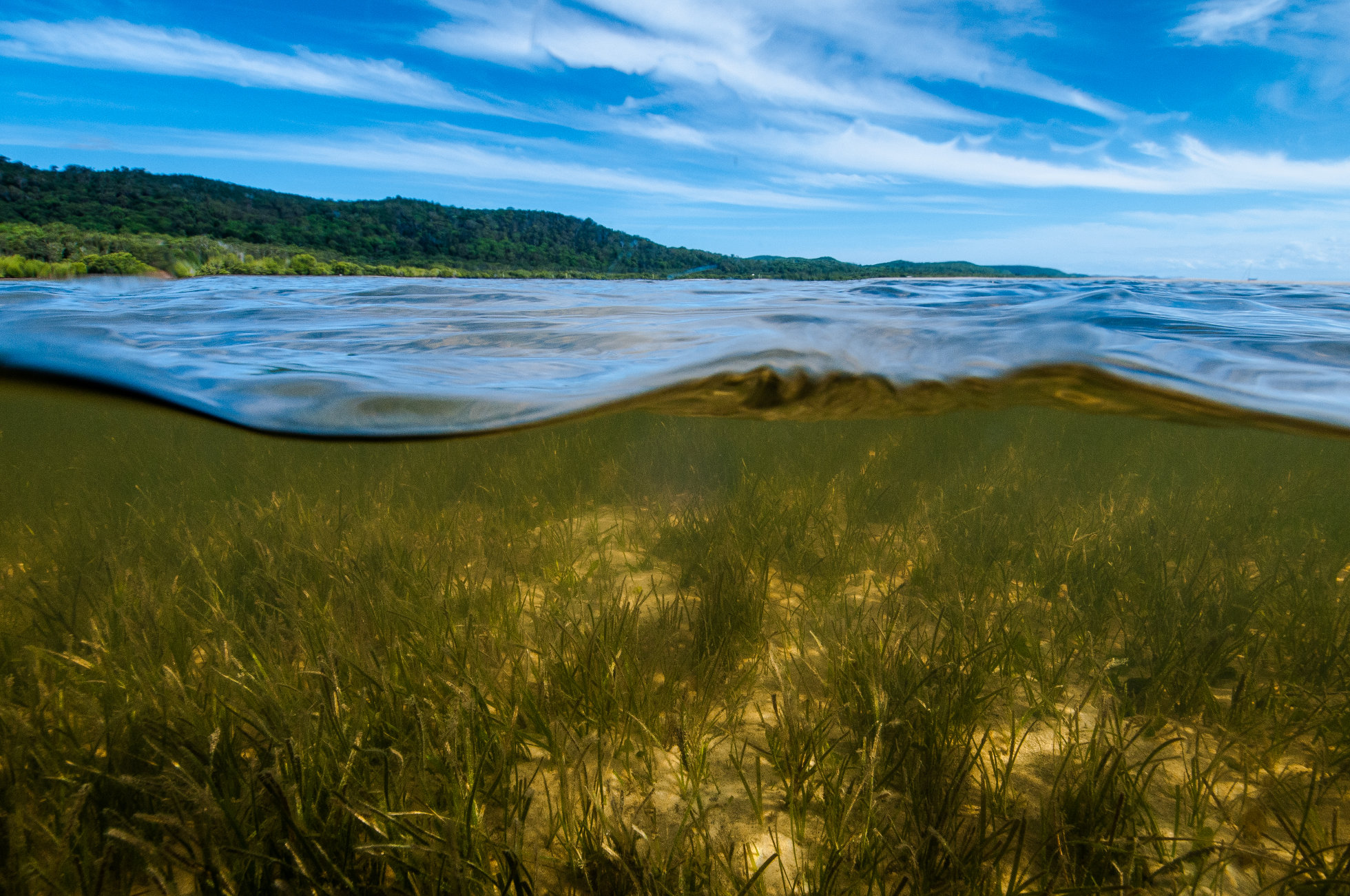 Moreton Bay, Photo by Gary Cranitch copyright Queensland Museum