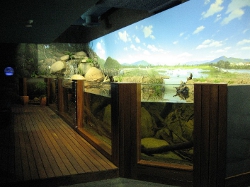 Wetland exhibit
