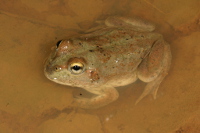 Water holding frog  Photo by Harry Hines