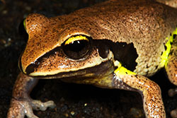 Green-thighed frog Photo by Harry Hines