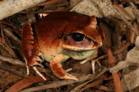 Great Barred Frog Photo by Harry Hines