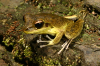 Litoria jungguy Photo by Harry Hines